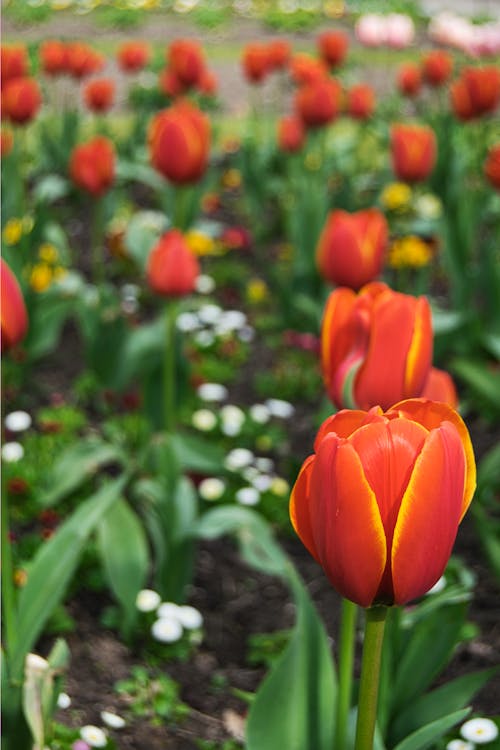 Free A Field of Red Tulips  Stock Photo