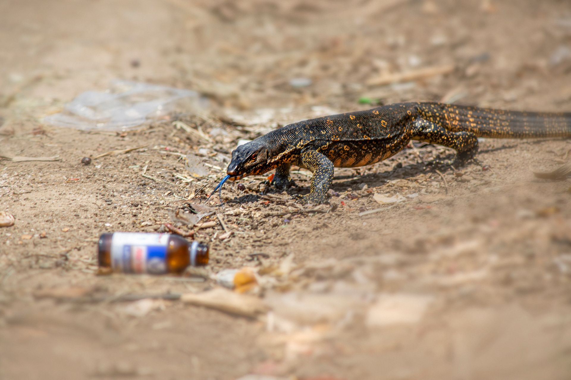Asian water monitor lizard crawling on sandy ground near discarded bottle.