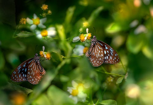 Free 
A Close-Up Shot of Blue Tiger Butterflies Stock Photo