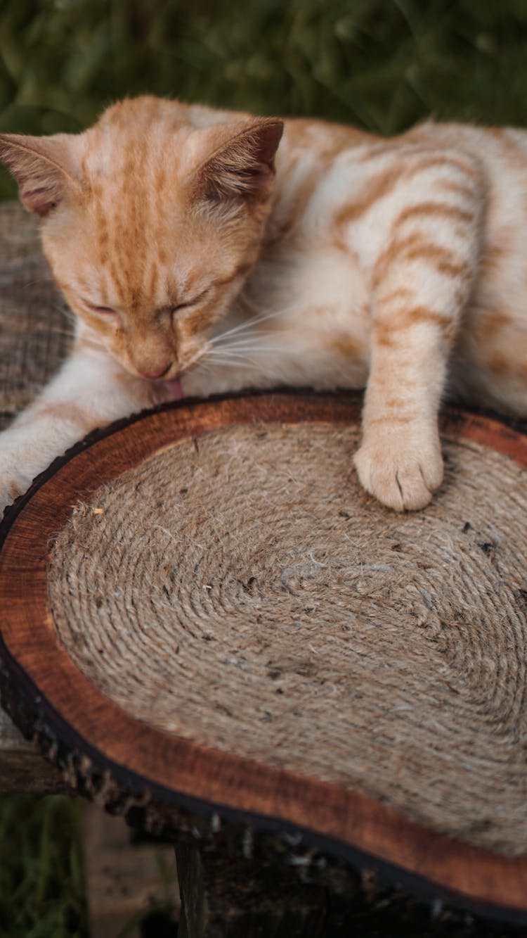 Cat Relaxing On Wood