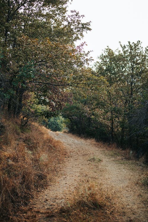 

An Unpaved Road in a Forest
