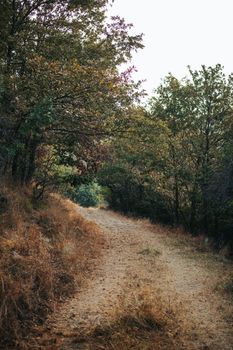 A tranquil unpaved forest trail surrounded by lush trees, ideal for nature walks.