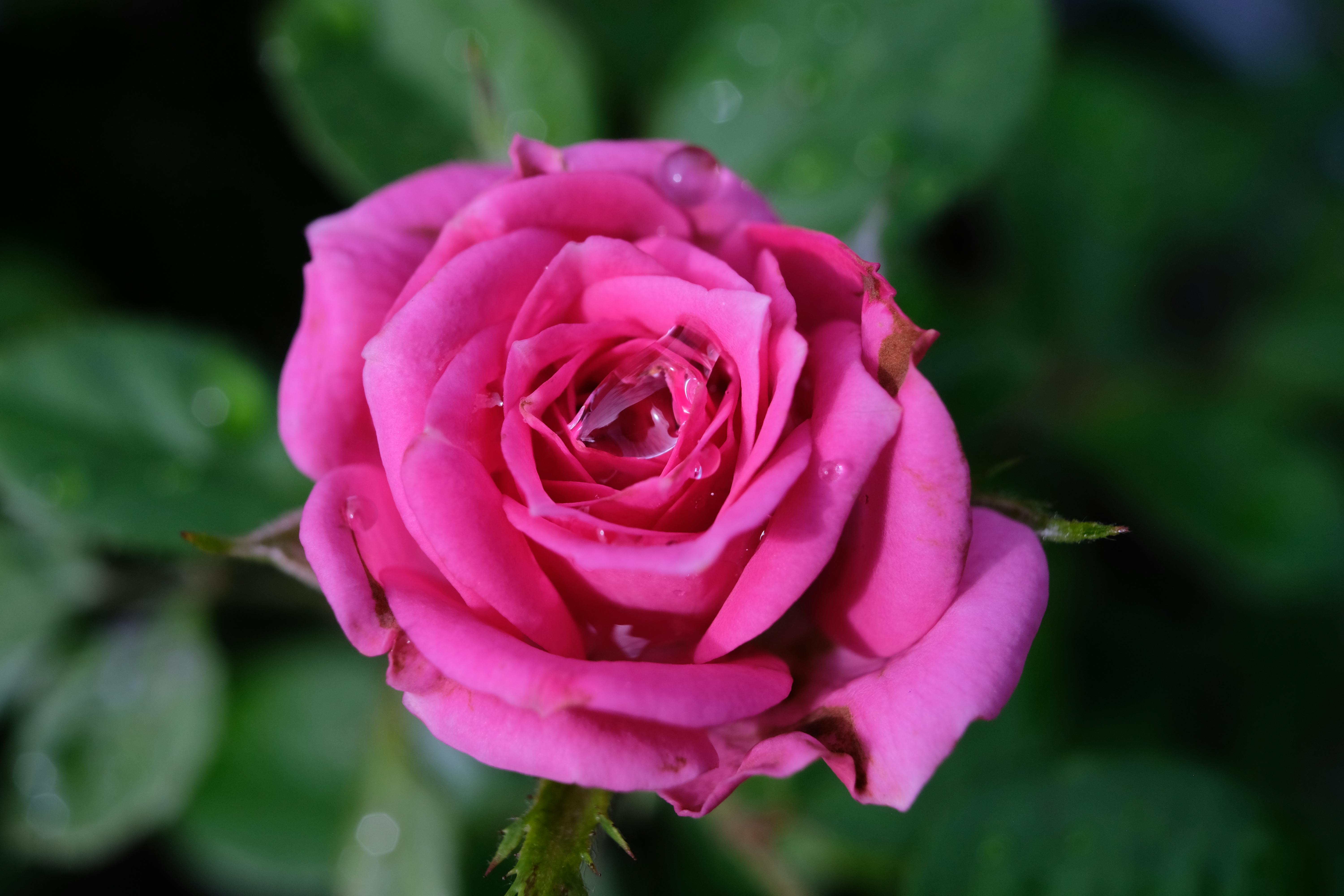 Close Up Shot of White and Pink Roses · Free Stock Photo