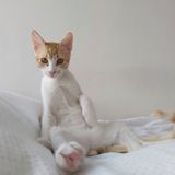 Tabby cat on a white surface, photo by Tsaya Duem on Pexels