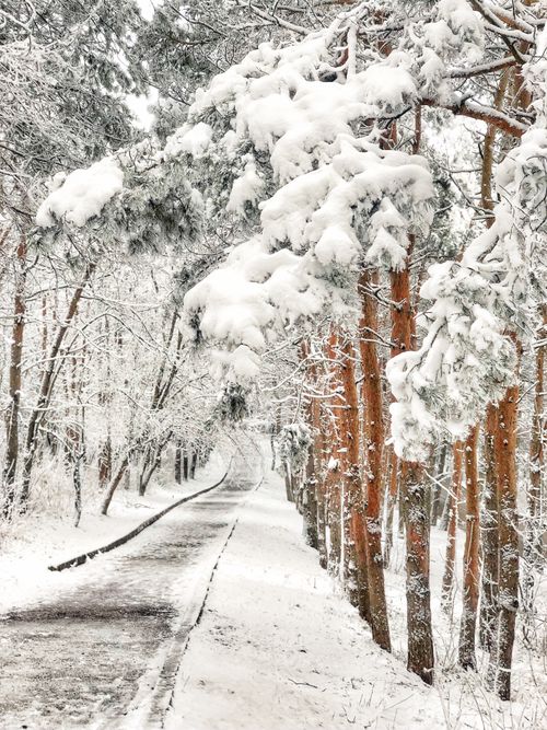 Free Serene snow-covered path in Pyatigorsk, Russia, showcasing a tranquil winter forest landscape. Stock Photo