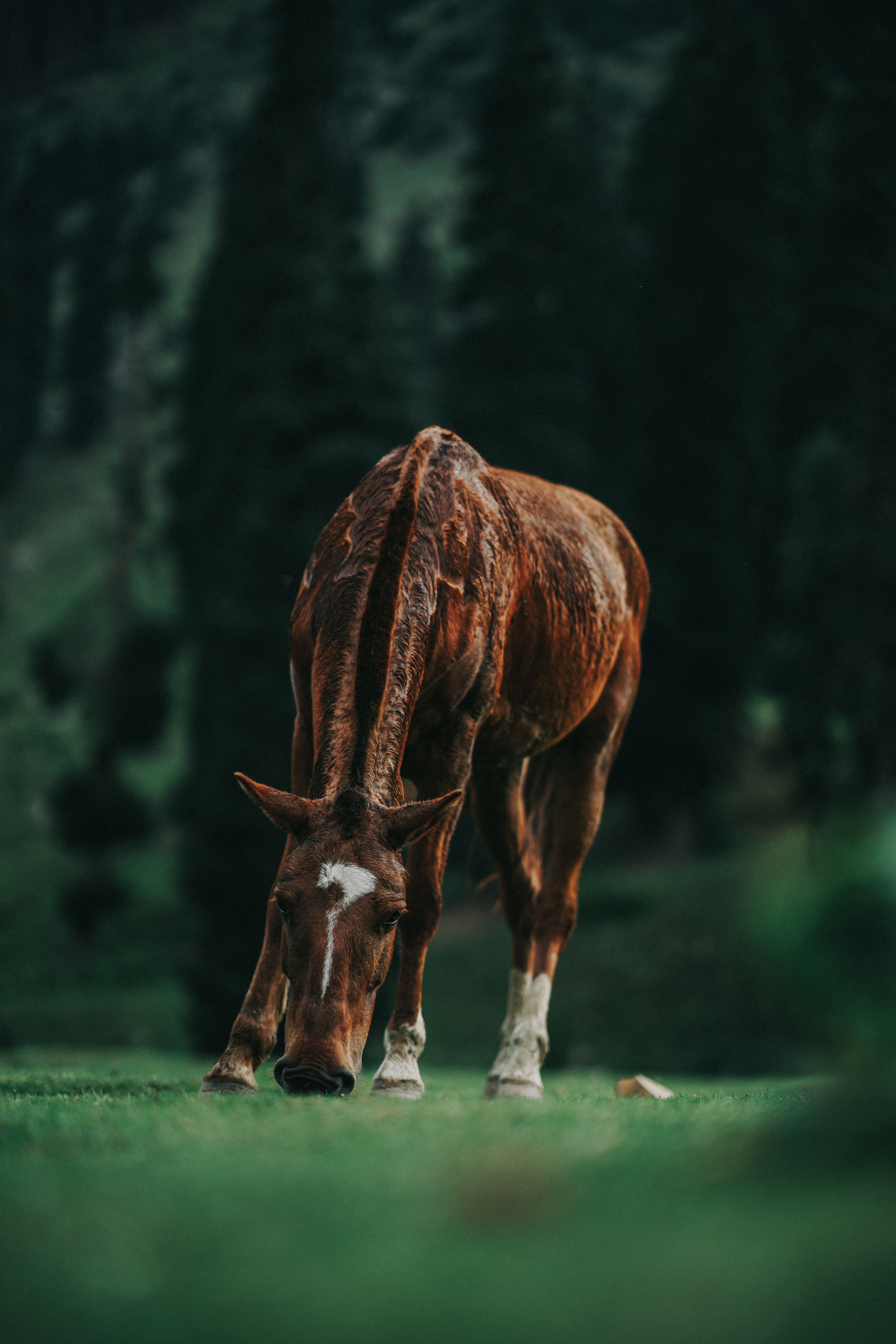 A serene scene of a horse grazing in a lush green field surrounded by trees.