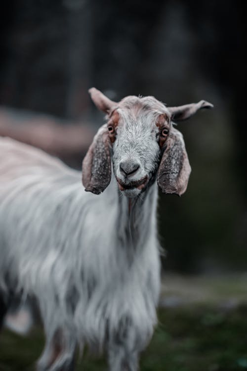 Free A White Goat Stock Photo