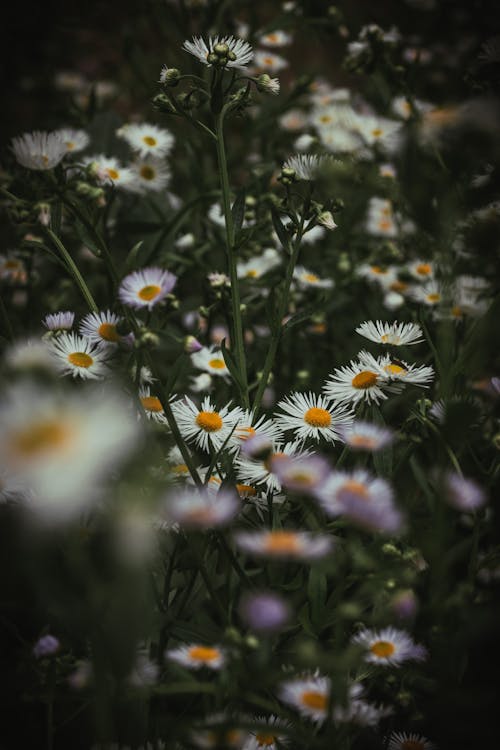垂直拍攝, 白花, 花卉攝影 的 免費圖庫相片
