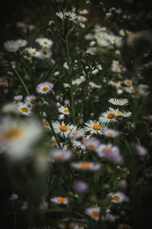 Free A calming view of wild daisies with a dark green background, emphasizing natural beauty. Stock Photo