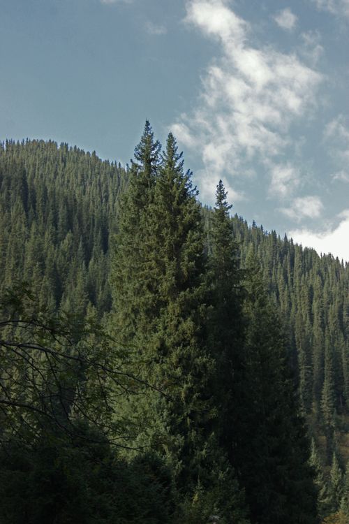 Free Lush evergreen trees on a hillside with a clear blue sky. Stock Photo