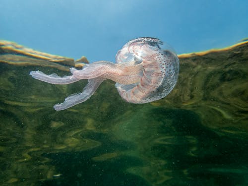 Transparent Jellyfish Swimming on Water