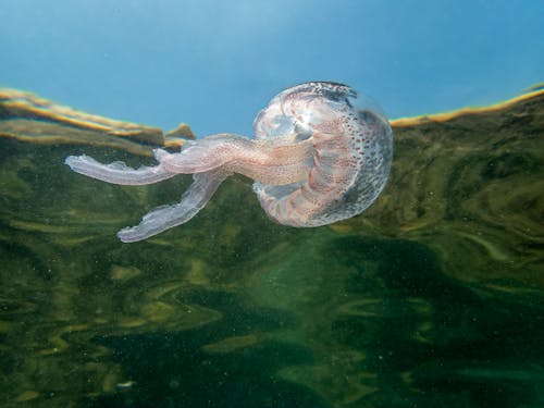 Kostenloses Stock Foto zu baden, nahansicht, qualle