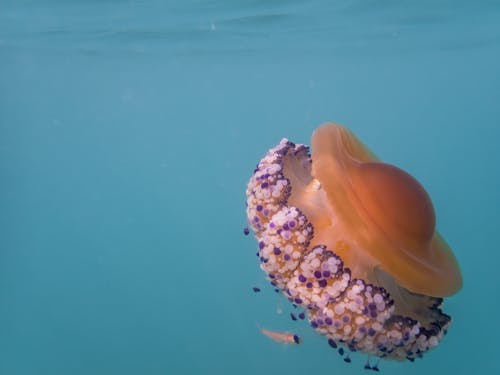 White and Purple Tentacles of a Jellyfish