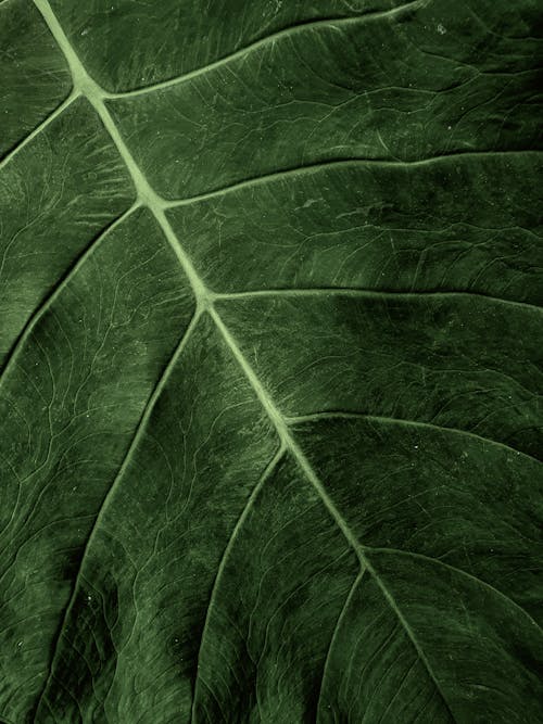 Green Leaf in Close Up Photography