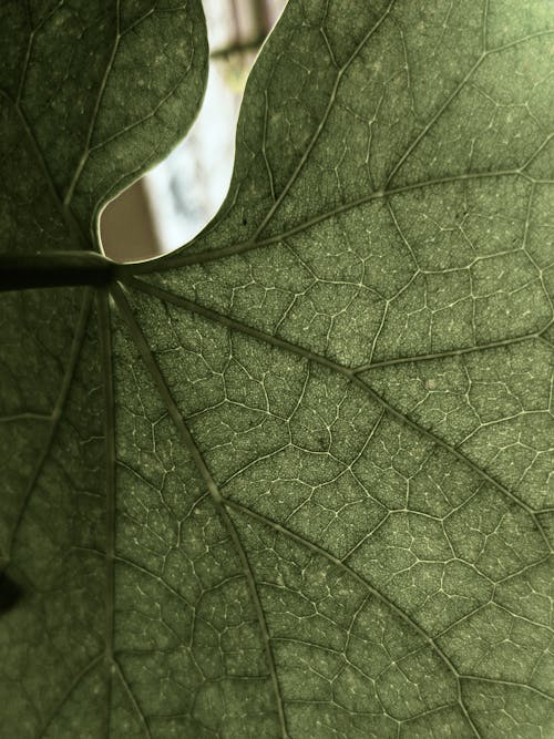 Green Leaf in Close Up Photography