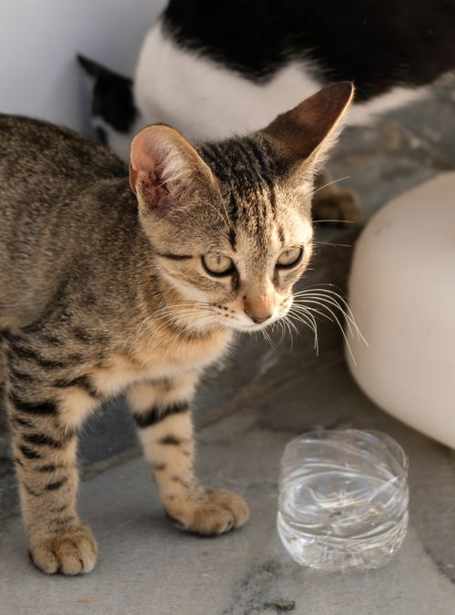Free An adorable tabby cat investigates a glass of water indoors, capturing a playful and curious moment. Stock Photo