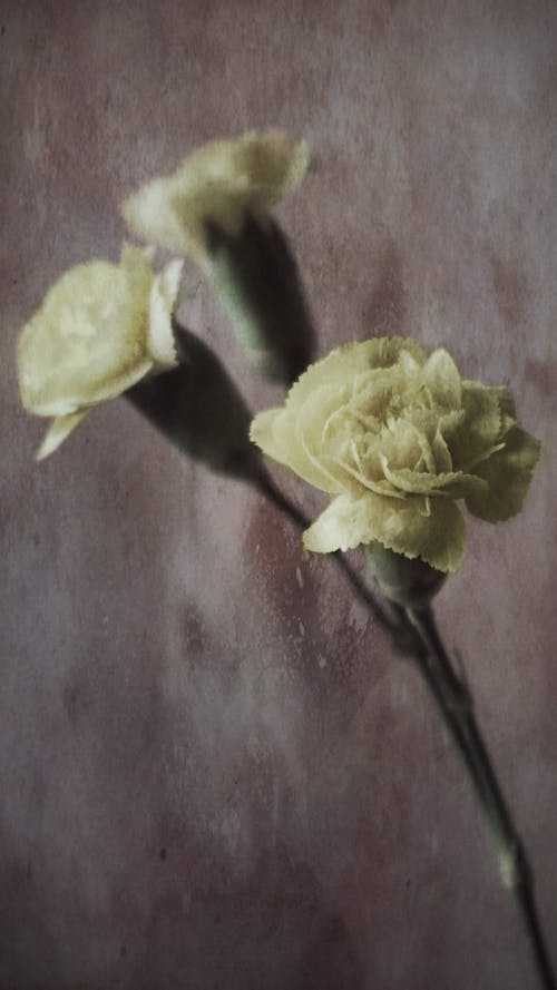 Close Up Shot of Yellow Flowers