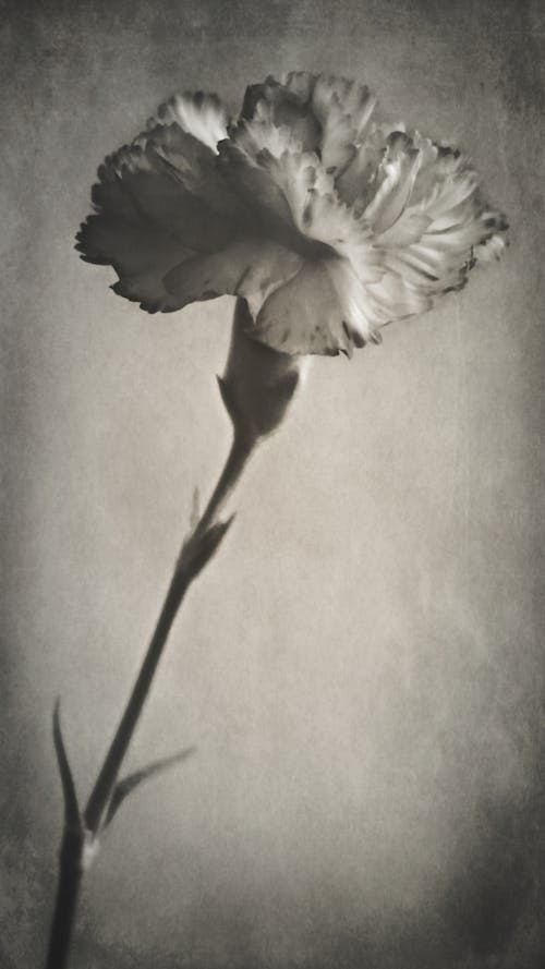 Grayscale Photo of a Flower with Stem