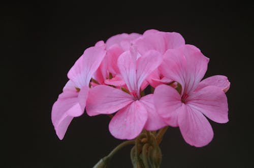 Free Close-Up Shot of Pink Flowers in Bloom Stock Photo