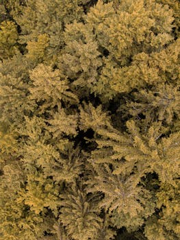 Stunning aerial shot of a dense forest in autumn hues, captured in Ilmenau, Germany.