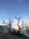 Bare Tree on Brown Field Under White Clouds and Blue Sky