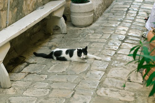 Darmowe zdjęcie z galerii z kot, miłośnicy kotów, ulice