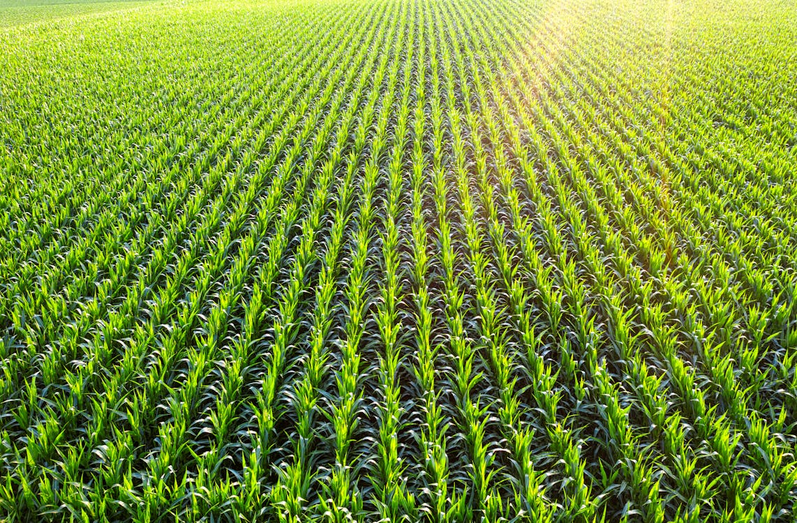 A Green Grass Field