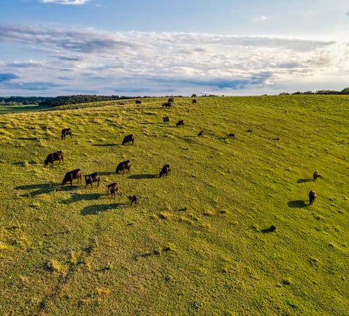 Безкоштовне стокове фото на тему «корови, пагорб, поле» стокове фото