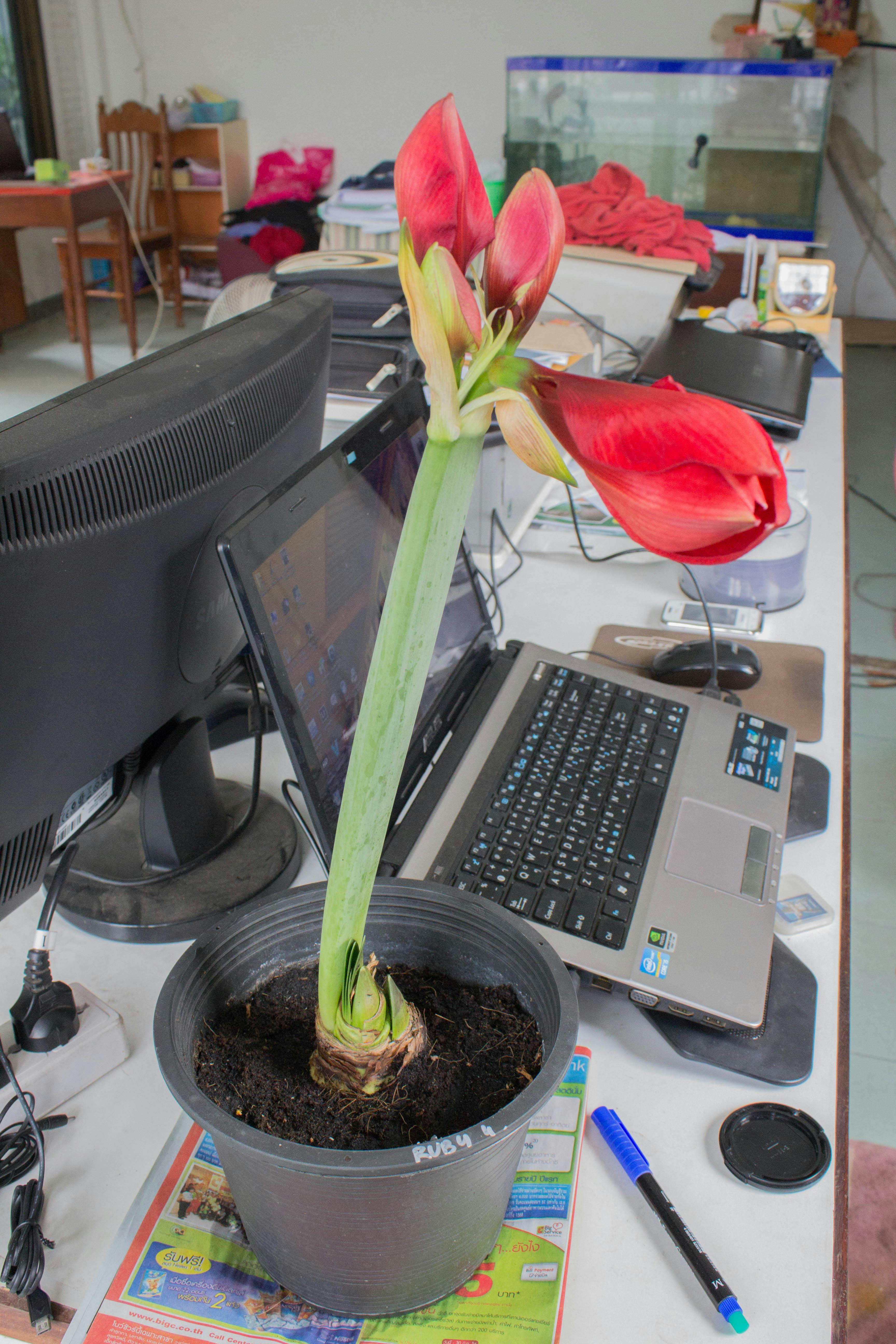 Free stock photo of amaryllis, background, beautiful