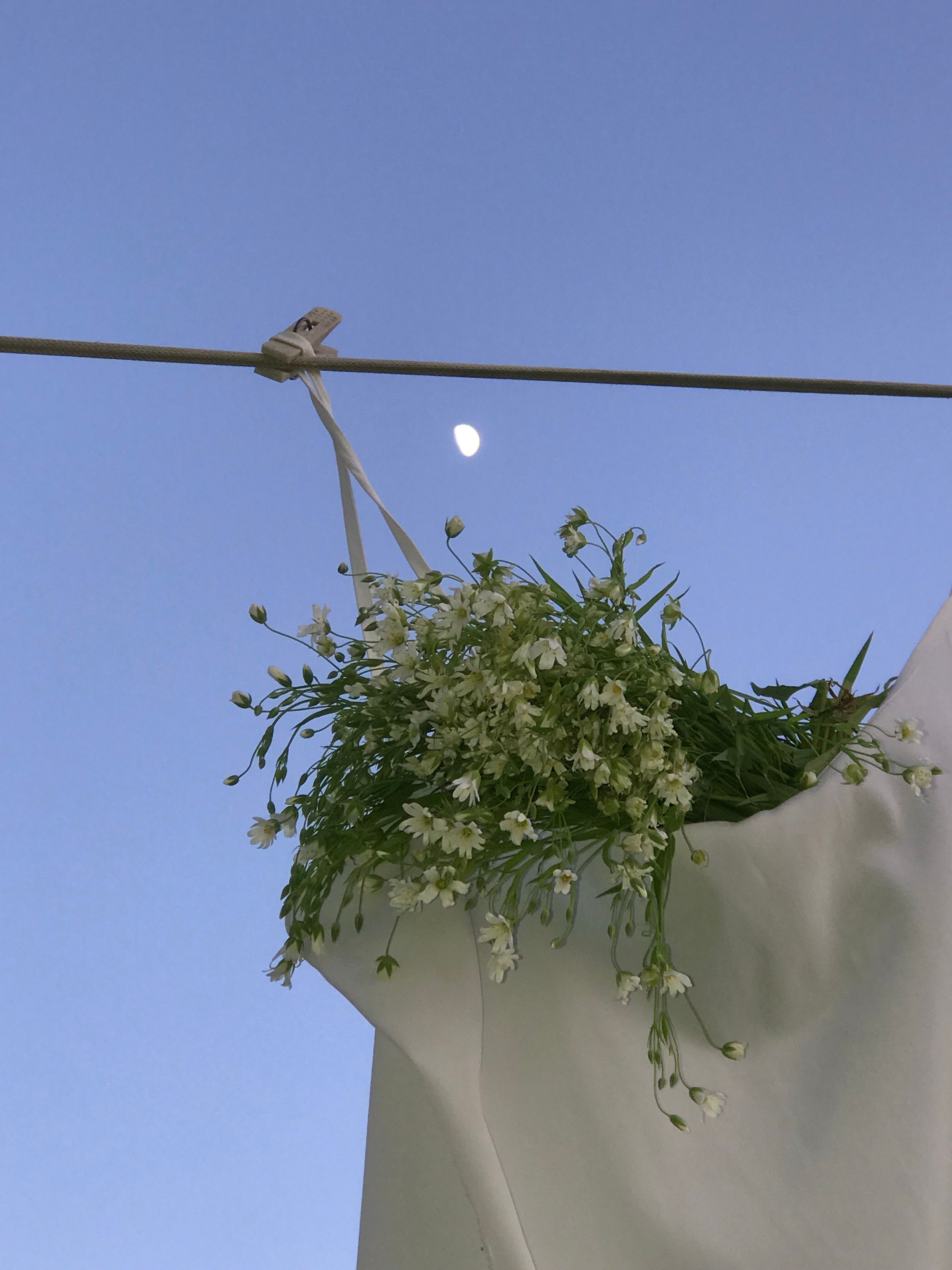 A bunch of white flowers hanging on a rope against a clear sky with the moon visible. Tranquil and harmonious.
