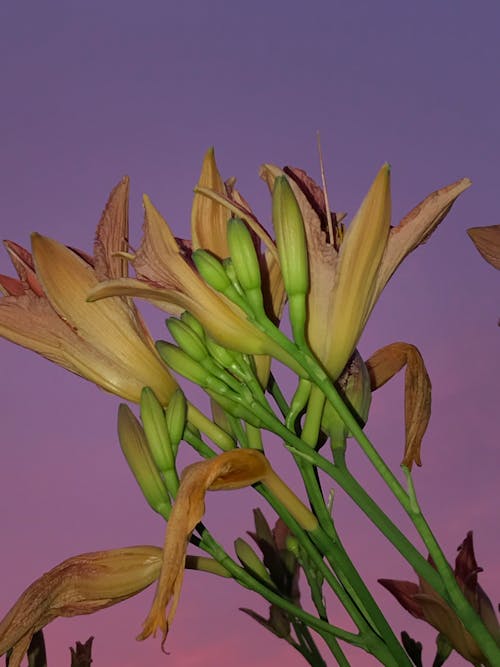 Yellow and Green Flower Buds