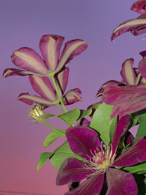 Vibrant purple clematis flowers against a colorful dusk sky, highlighting nature's beauty.
