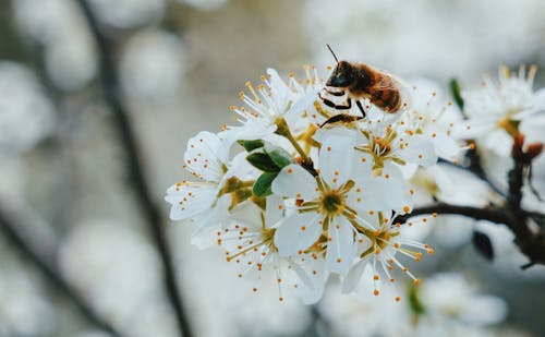 Free Close-Up Shot of a Bee on Flowers  Stock Photo