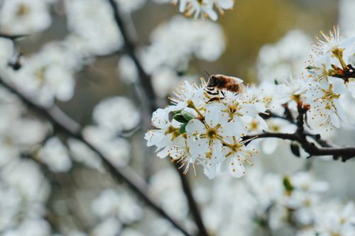 Free Detailed image of a bee on blooming apple blossoms, symbolizing growth in spring. Stock Photo