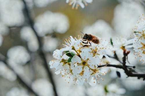 Free Bee on White Flower in Tilt Shift Lens Stock Photo