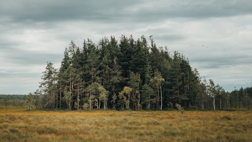 Ingyenes stockfotó fák, fű, környezet témában