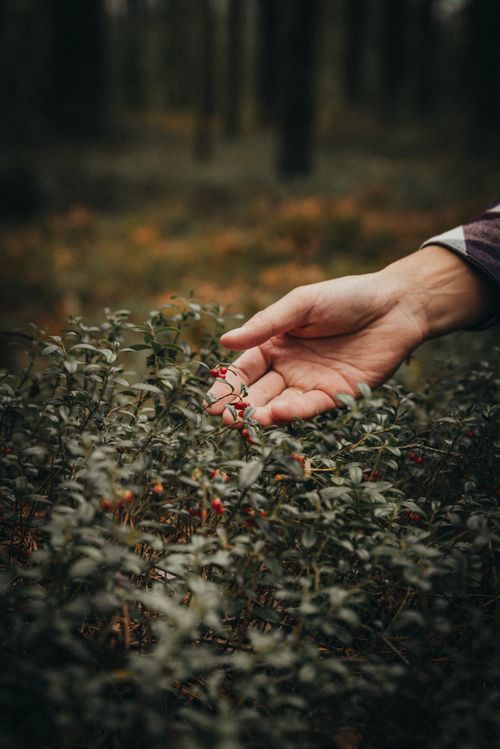 Free Hand reaching to touch red berries amidst green foliage in a serene forest setting. Stock Photo