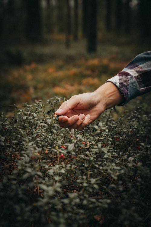Free Hand gently touching forest shrubbery in an atmospheric woodland setting. Stock Photo