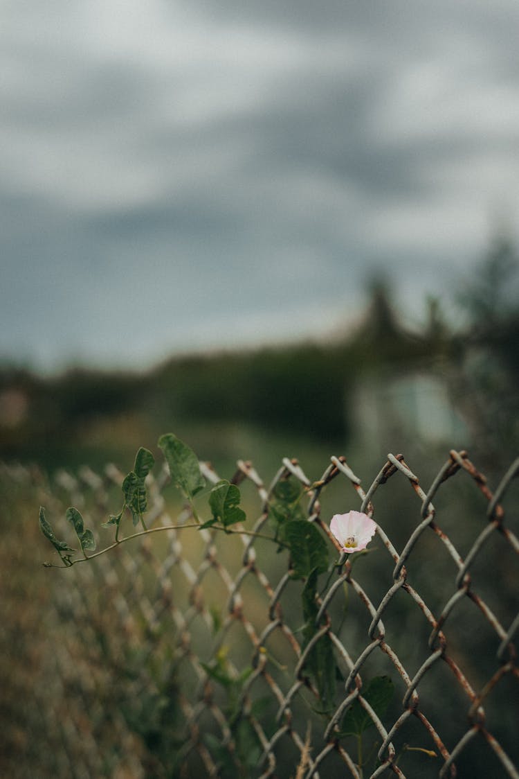 Flower Growing On Steel Fence