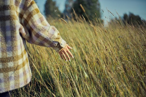 Woman Hand Touching High Grass