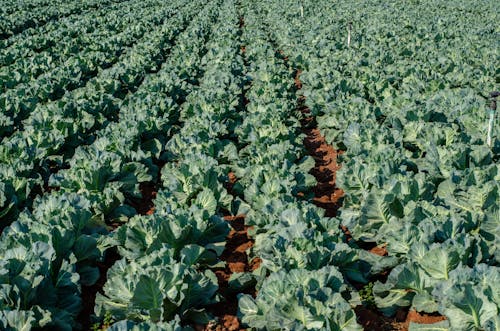 Free Green Vegetable Farmland Stock Photo