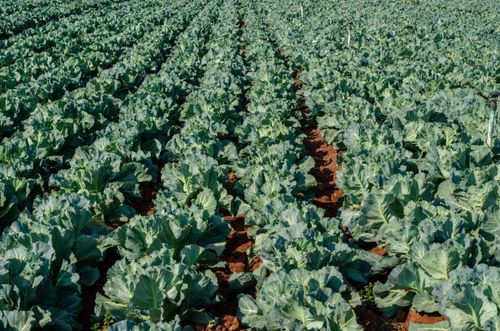 Free Expansive cabbage field thriving under daylight, showcasing vibrant agriculture and healthy crop growth. Stock Photo