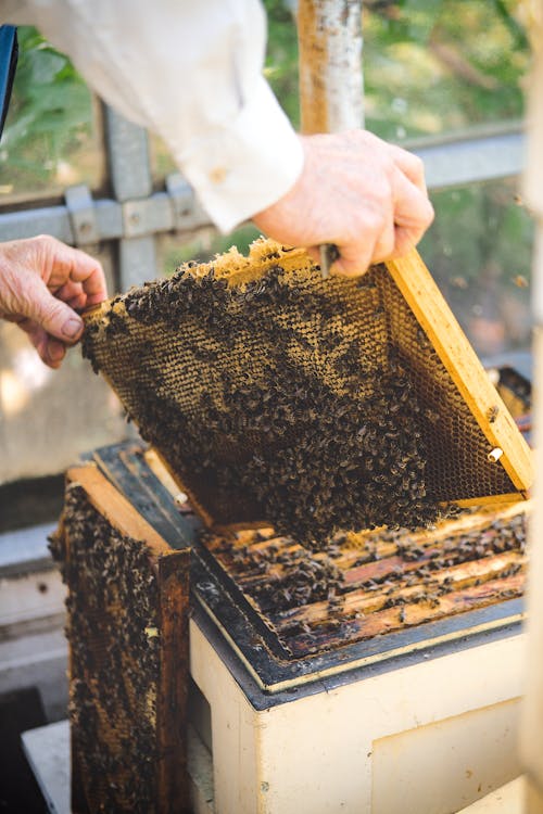 Foto profissional grátis de abelha, agricultura, alimento