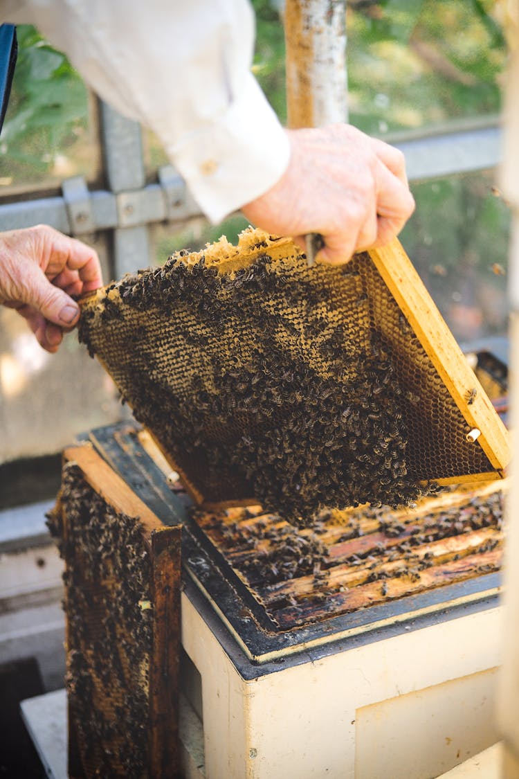 A Person Removing Bee Hives From A Box