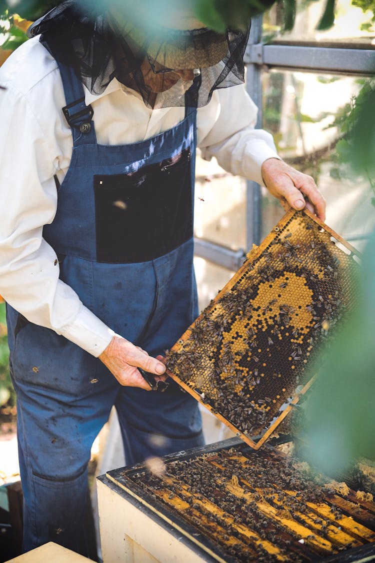 A Man In A Bee Farm For Honey Production