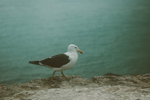 Close-Up Shot of White and Black Bird