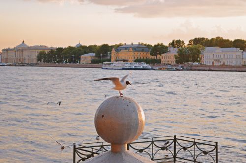 Free Seagull perched by waterfront during a beautiful city sunset, with river view. Stock Photo
