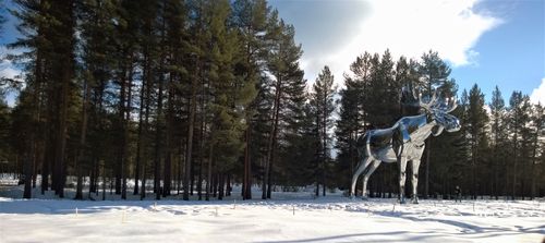Free Stunning silver moose sculpture amidst a snowy forest landscape in Hol, Norway. Stock Photo
