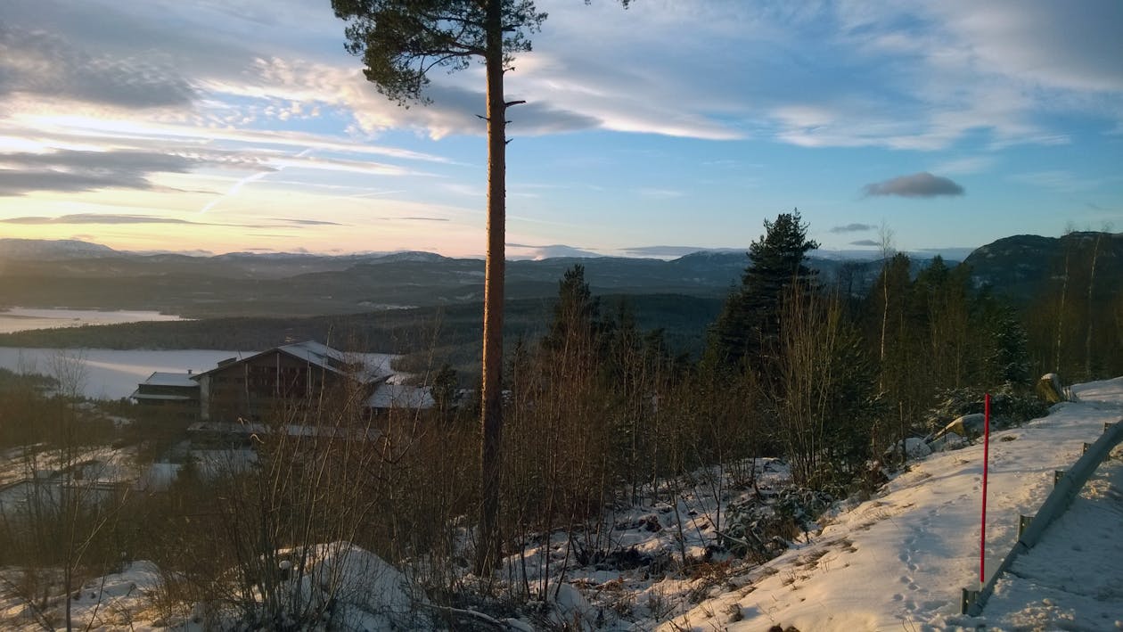 Grüner Laubbaum Auf Weißem Schnee