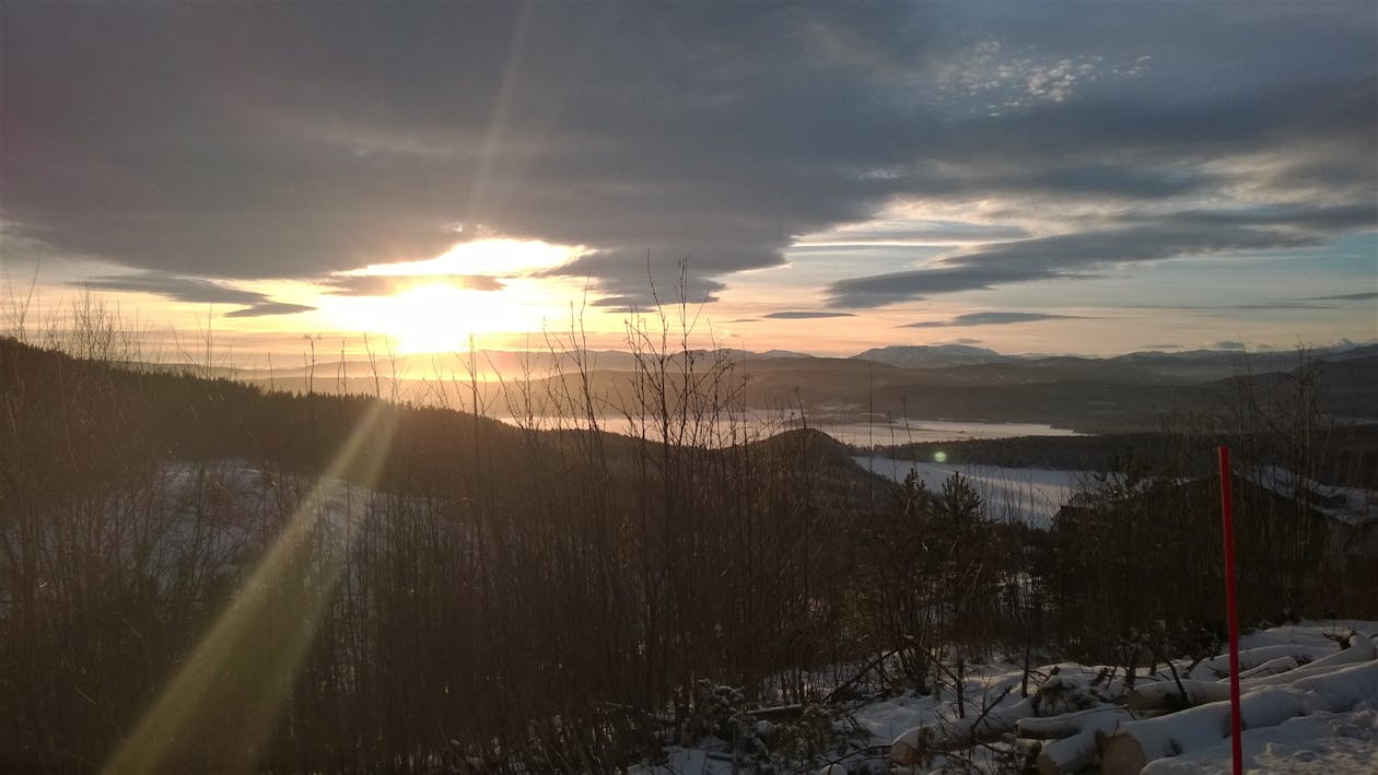 Naked Trees Near Snow Field during Golden Hour